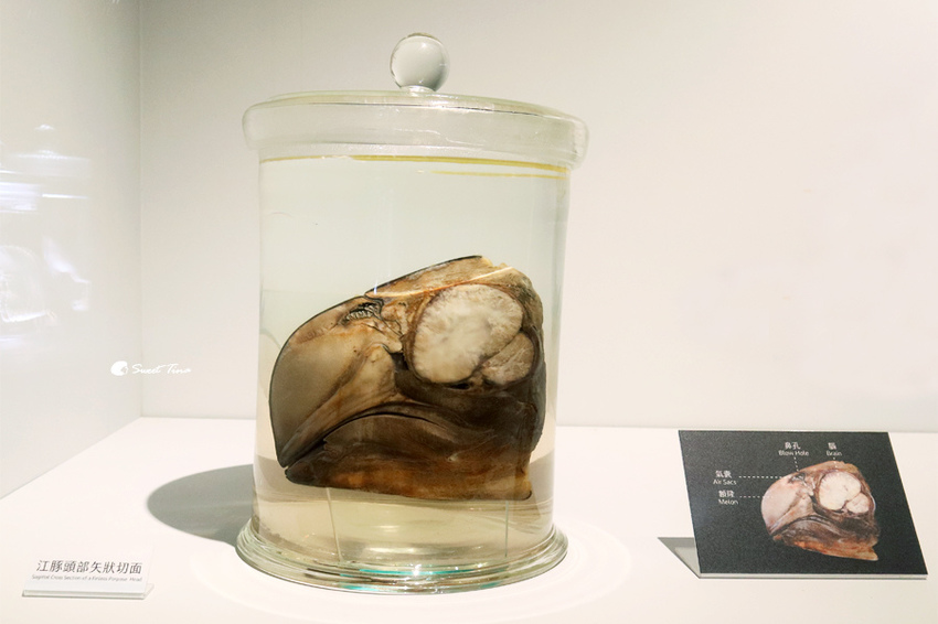 國立自然科學博物