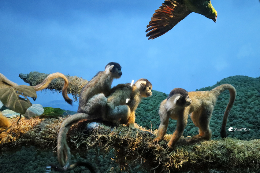 國立自然科學博物