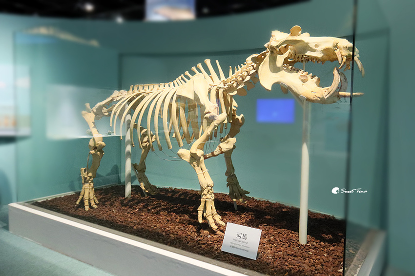 國立自然科學博物