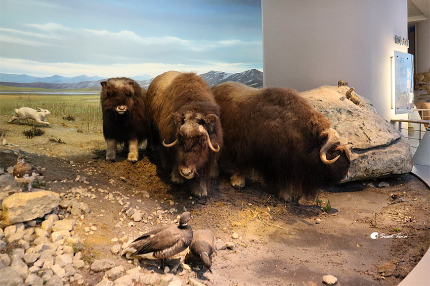 國立自然科學博物