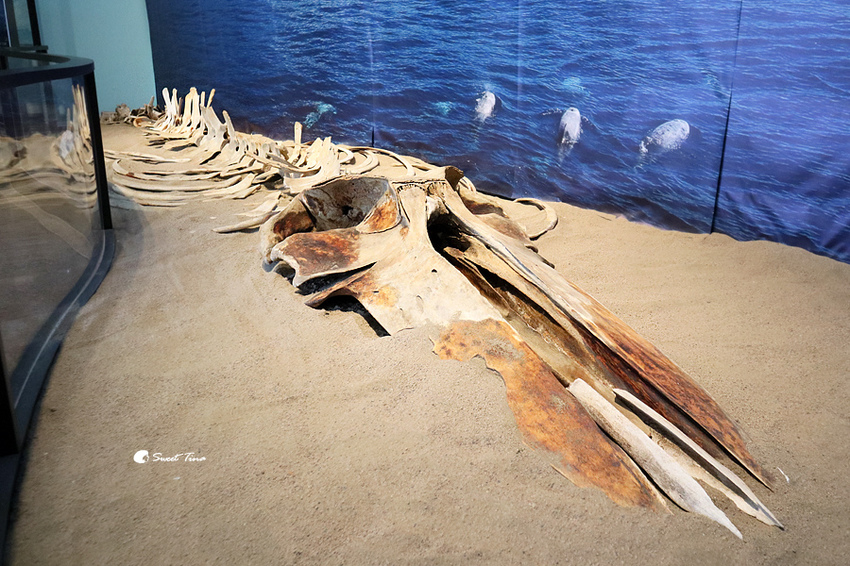 國立自然科學博物