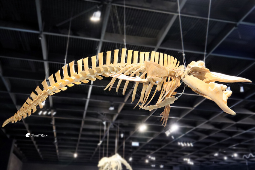 國立自然科學博物