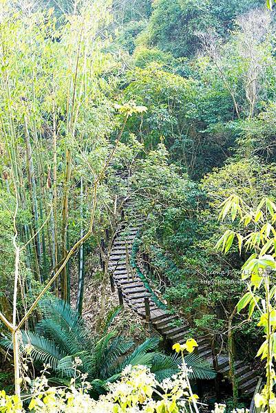 台中太平登山步道 太平蝙蝠洞 百蝙吊橋 太平半日遊 台中大坑步道   週末踏青趣   休閒級登山步道   太平半日遊 台中景點   太平蝙蝠洞 百蝙吊橋 蝙蝠洞登山步道 護國清涼寺  1DSC02379.JPG
