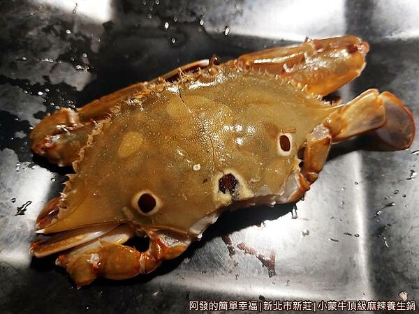小蒙牛15-三點蟹.jpg 小蒙牛15-三點蟹.jpg