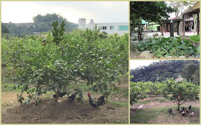 台中石岡景點[情人木橋] 有全國最大水車、遠東地區無橋墩、跨距最長的景觀木橋
