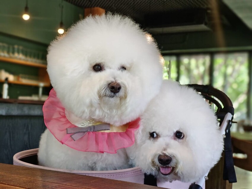 【新竹.竹北】樹廚房tupang無菜單料理。一人$1350盡享廚師的創意料理。超棒用餐環境+寵物友善