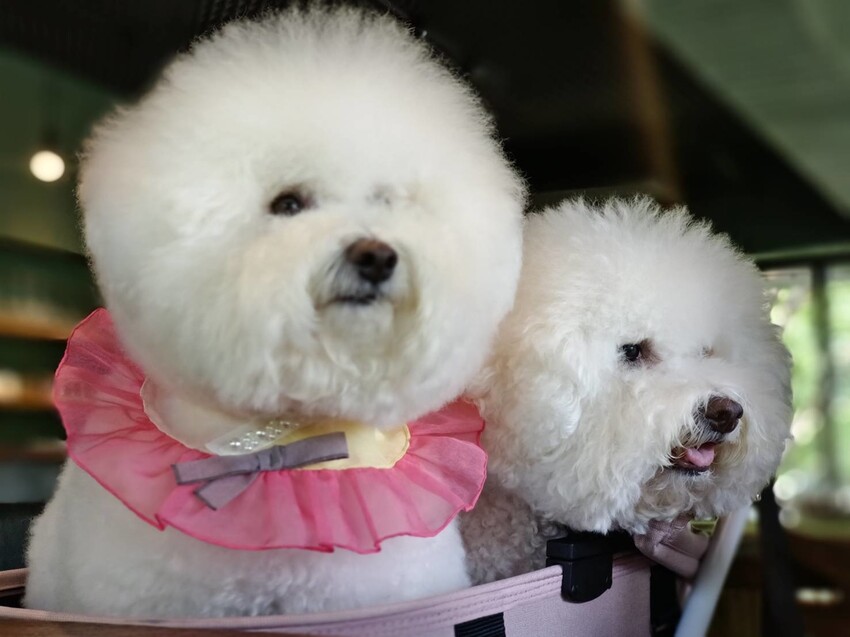 【新竹.竹北】樹廚房tupang無菜單料理。一人$1350盡享廚師的創意料理。超棒用餐環境+寵物友善