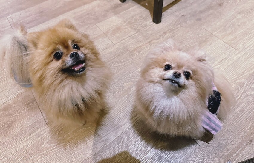 【日伴洋食】平價咖哩推薦!台中勤美草悟道周邊美食,日式老宅特別有深夜食堂氛圍~大份量、可免費續醬,必點爆漿起司豚肉咖哩飯、唐揚雞!寵物友善餐廳 - 阿華田的美食日記