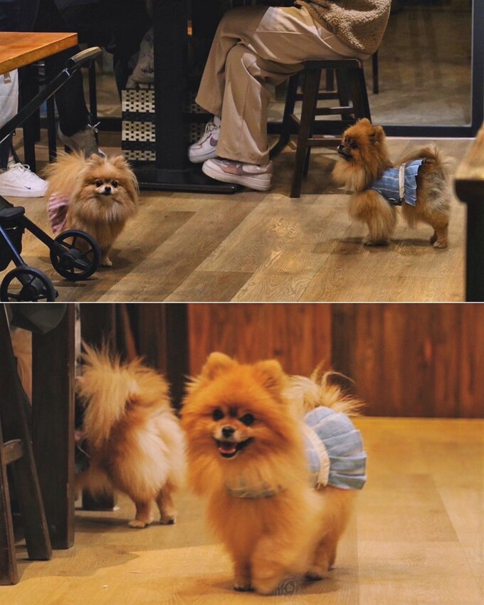 【日伴洋食】平價咖哩推薦!台中勤美草悟道周邊美食,日式老宅特別有深夜食堂氛圍~大份量、可免費續醬,必點爆漿起司豚肉咖哩飯、唐揚雞!寵物友善餐廳 - 阿華田的美食日記