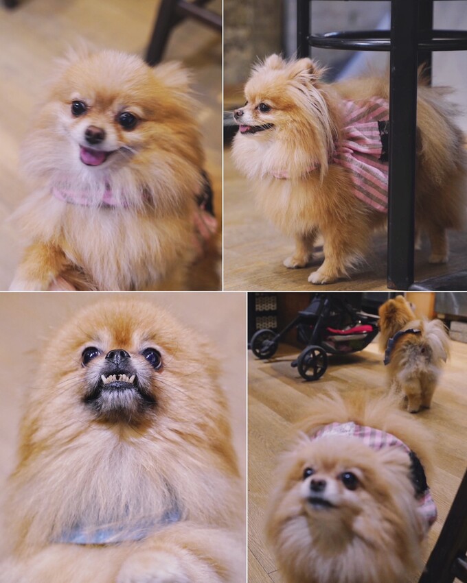 【日伴洋食】平價咖哩推薦!台中勤美草悟道周邊美食,日式老宅特別有深夜食堂氛圍~大份量、可免費續醬,必點爆漿起司豚肉咖哩飯、唐揚雞!寵物友善餐廳 - 阿華田的美食日記