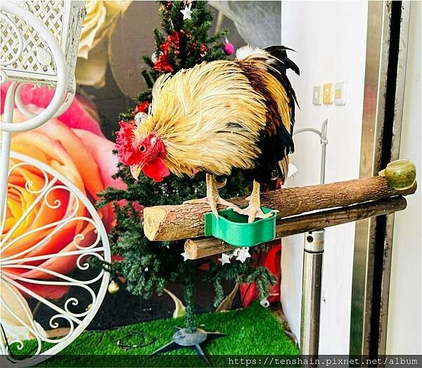 【宜蘭礁溪美食】《皇家花園餐廳》粵式脆皮烤雞,風味獨特;公雞 【宜蘭礁溪美食】《皇家花園餐廳》粵式脆皮烤雞,風味獨特;公雞