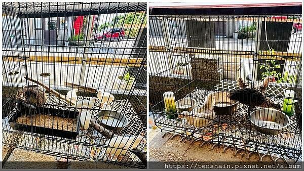 【宜蘭礁溪美食】《皇家花園餐廳》粵式脆皮烤雞,風味獨特;公雞 【宜蘭礁溪美食】《皇家花園餐廳》粵式脆皮烤雞,風味獨特;公雞