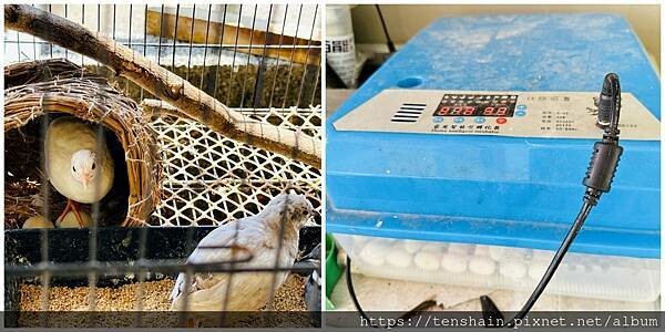 【宜蘭礁溪美食】《皇家花園餐廳》粵式脆皮烤雞,風味獨特;公雞 【宜蘭礁溪美食】《皇家花園餐廳》粵式脆皮烤雞,風味獨特;公雞