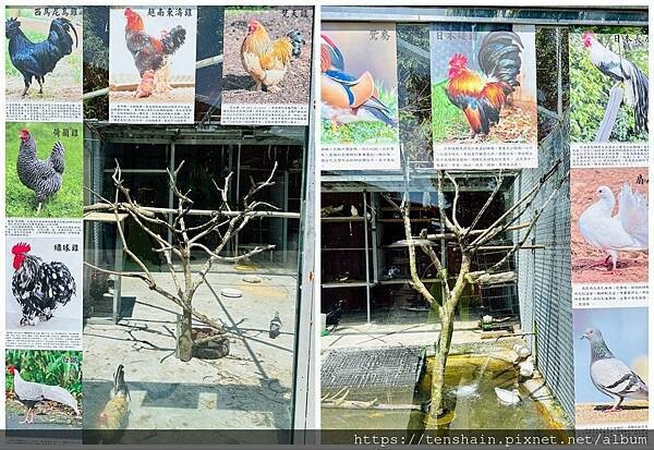 【宜蘭礁溪美食】《皇家花園餐廳》粵式脆皮烤雞,風味獨特;公雞 【宜蘭礁溪美食】《皇家花園餐廳》粵式脆皮烤雞,風味獨特;公雞