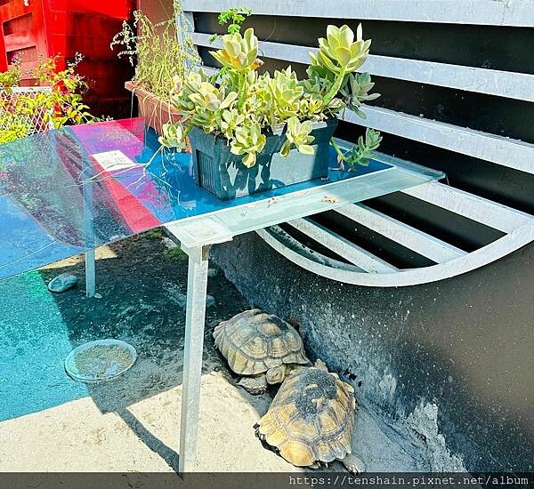 【宜蘭礁溪美食】《皇家花園餐廳》粵式脆皮烤雞,風味獨特;公雞 【宜蘭礁溪美食】《皇家花園餐廳》粵式脆皮烤雞,風味獨特;公雞