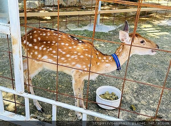 【宜蘭礁溪美食】《皇家花園餐廳》粵式脆皮烤雞,風味獨特;公雞 【宜蘭礁溪美食】《皇家花園餐廳》粵式脆皮烤雞,風味獨特;公雞