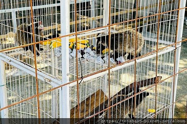 【宜蘭礁溪美食】《皇家花園餐廳》粵式脆皮烤雞,風味獨特;公雞 【宜蘭礁溪美食】《皇家花園餐廳》粵式脆皮烤雞,風味獨特;公雞