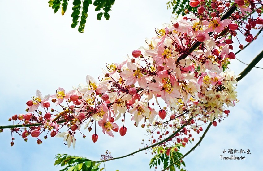 台中后里景點》木匠兄妹木工房．親子景點,好玩DIY木工體驗,戶外沙坑,庭園下午茶,IG拍照熱門打卡景點! - 小潔趴趴走旅遊札記