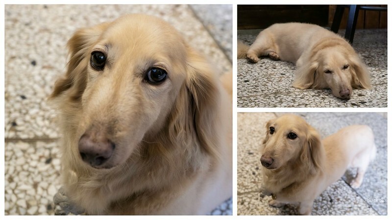 金曜生吐司-純素手工布丁還有這個冰淇淋也是純素!