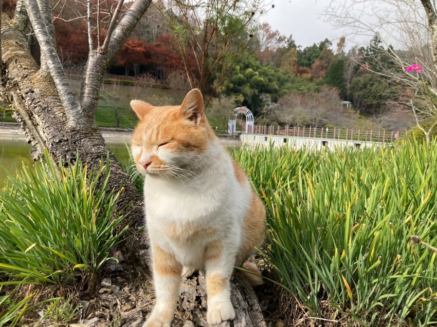 小瑞士花園_210120_29.jpg 小瑞士花園_210120_29.jpg
