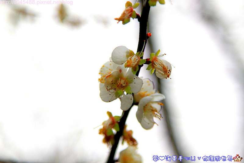 【南投旅遊】車埕車站♥異國萬種風情!堪稱台灣最美的火車站~