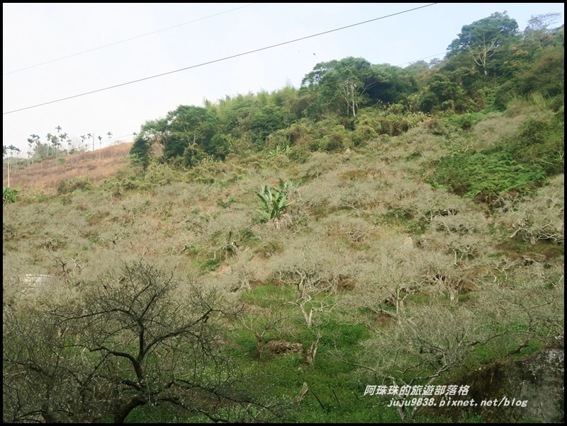 信義烏松崙石家梅園1.JPG