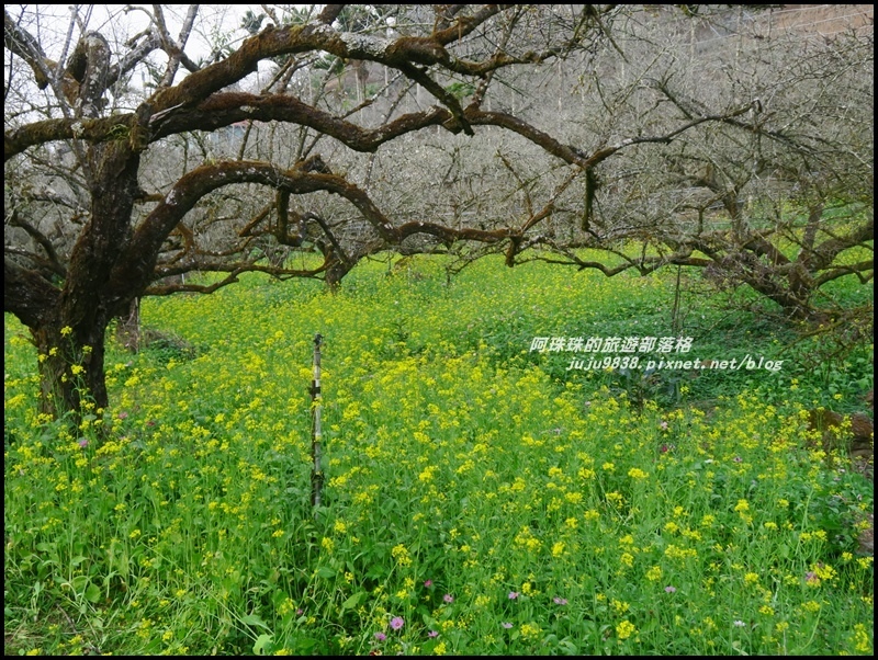 信義烏松崙石家梅園12.JPG