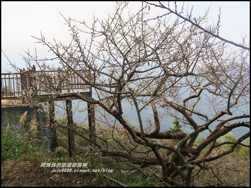 信義烏松崙賞梅15.JPG