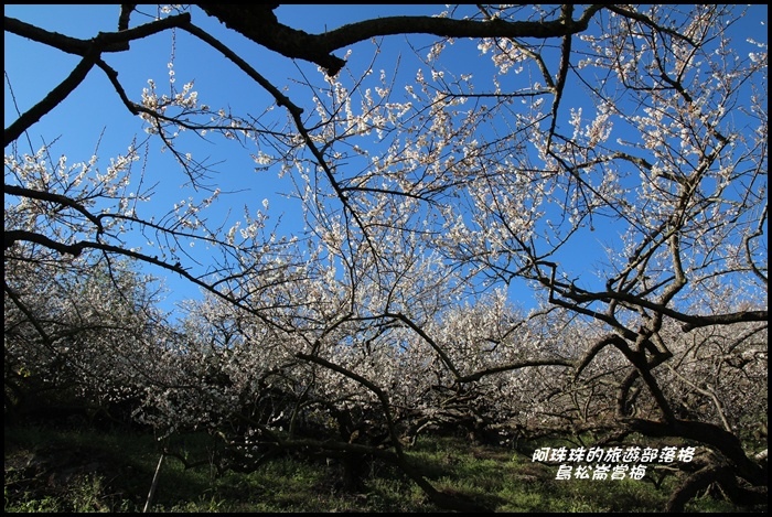 烏松崙賞梅10.JPG