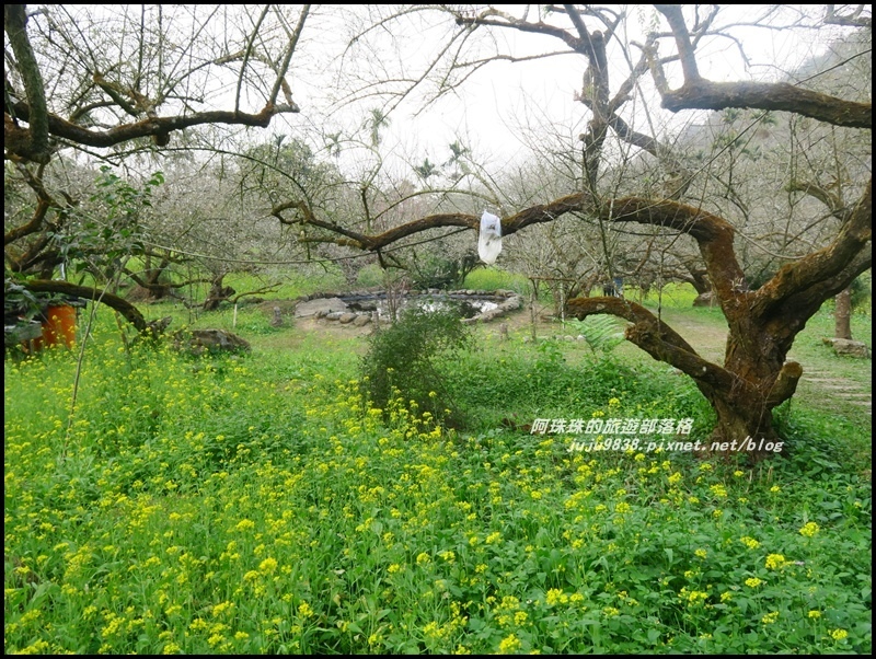 信義烏松崙石家梅園9.JPG