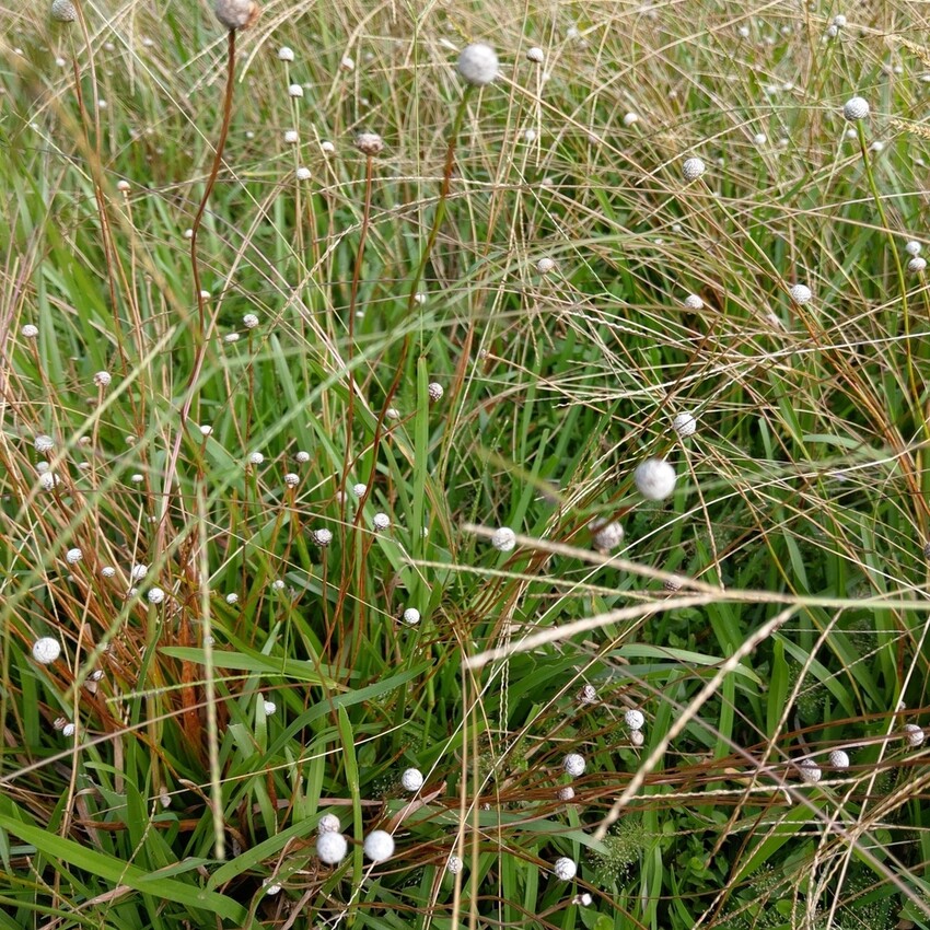台北//士林//台灣的富士山~磺嘴山生態保護區加碼翠翠谷步道