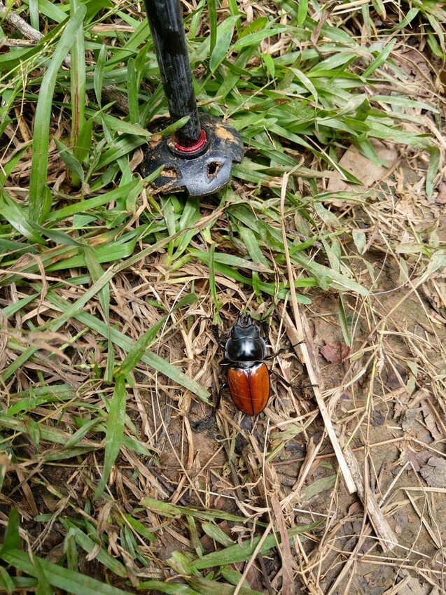 台北//士林//台灣的富士山~磺嘴山生態保護區加碼翠翠谷步道