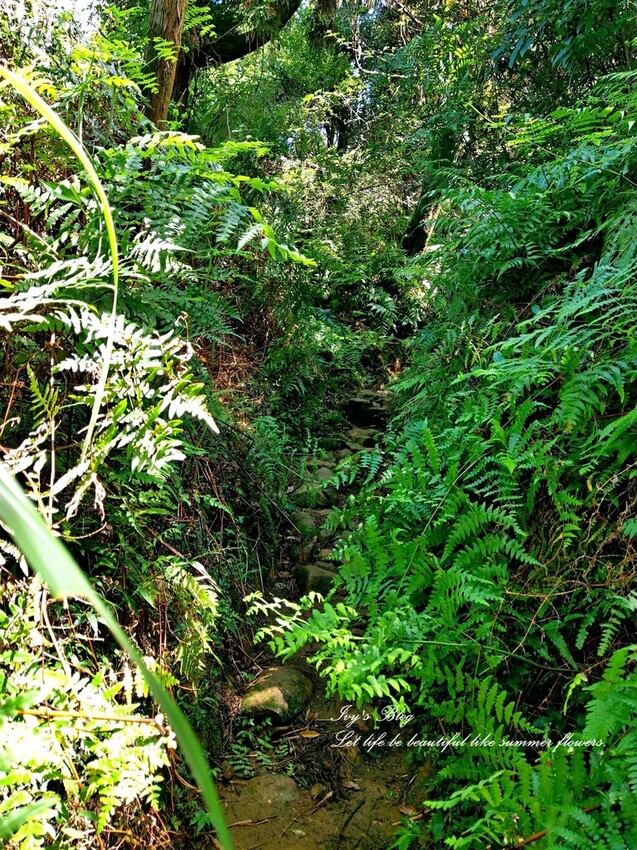 台北//士林//台灣的富士山~磺嘴山生態保護區加碼翠翠谷步道