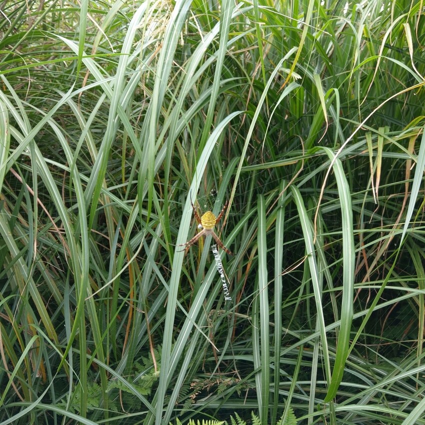 台北//士林//台灣的富士山~磺嘴山生態保護區加碼翠翠谷步道