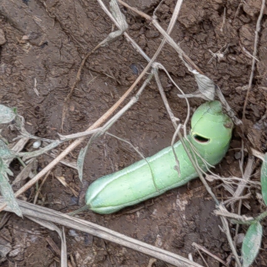 台北//士林//台灣的富士山~磺嘴山生態保護區加碼翠翠谷步道