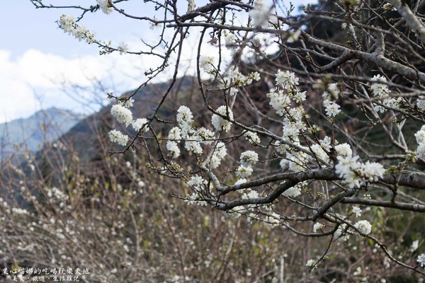 草坪頭玉山觀光茶園玉豐製茶廠：南投縣信義鄉︱草坪頭櫻花季　櫻李齊放，風吹花落，徜徉在緋紅絕美的浪漫櫻花陣❤