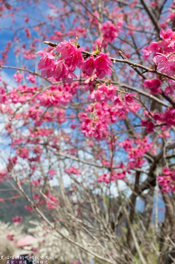 草坪頭玉山觀光茶園玉豐製茶廠：南投縣信義鄉︱草坪頭櫻花季　櫻李齊放，風吹花落，徜徉在緋紅絕美的浪漫櫻花陣❤