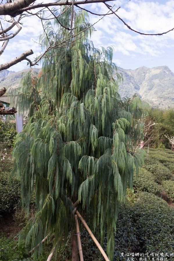 草坪頭玉山觀光茶園玉豐製茶廠：南投縣信義鄉︱草坪頭櫻花季　櫻李齊放，風吹花落，徜徉在緋紅絕美的浪漫櫻花陣❤