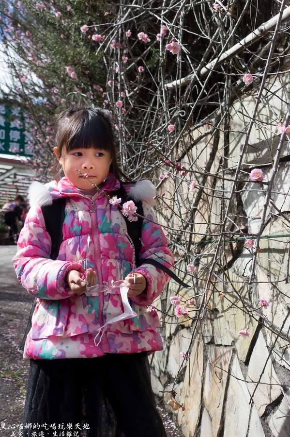 草坪頭玉山觀光茶園玉豐製茶廠：南投縣信義鄉︱草坪頭櫻花季　櫻李齊放，風吹花落，徜徉在緋紅絕美的浪漫櫻花陣❤
