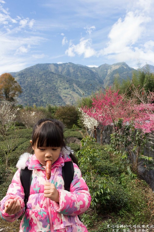 草坪頭玉山觀光茶園玉豐製茶廠：南投縣信義鄉︱草坪頭櫻花季　櫻李齊放，風吹花落，徜徉在緋紅絕美的浪漫櫻花陣❤