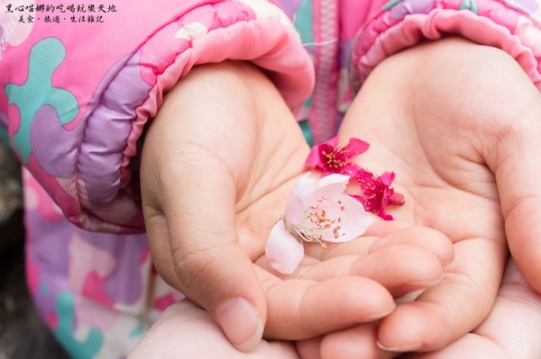 草坪頭玉山觀光茶園玉豐製茶廠：南投縣信義鄉︱草坪頭櫻花季　櫻李齊放，風吹花落，徜徉在緋紅絕美的浪漫櫻花陣❤