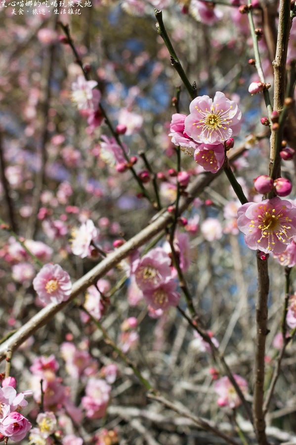 草坪頭玉山觀光茶園玉豐製茶廠：南投縣信義鄉︱草坪頭櫻花季　櫻李齊放，風吹花落，徜徉在緋紅絕美的浪漫櫻花陣❤