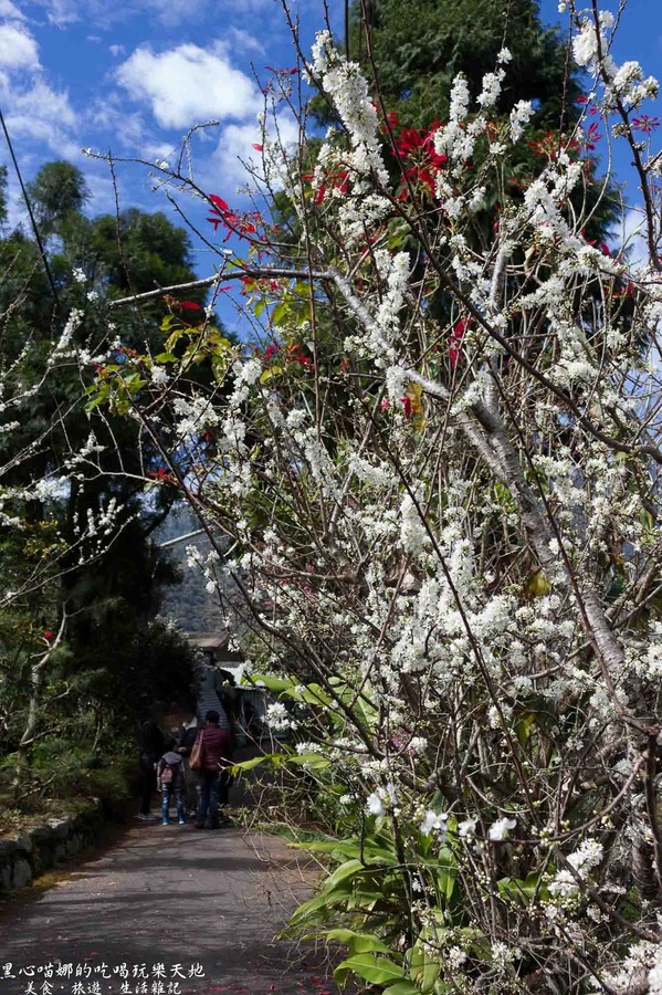 草坪頭玉山觀光茶園玉豐製茶廠：南投縣信義鄉︱草坪頭櫻花季　櫻李齊放，風吹花落，徜徉在緋紅絕美的浪漫櫻花陣❤