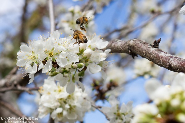 草坪頭玉山觀光茶園玉豐製茶廠：南投縣信義鄉︱草坪頭櫻花季　櫻李齊放，風吹花落，徜徉在緋紅絕美的浪漫櫻花陣❤