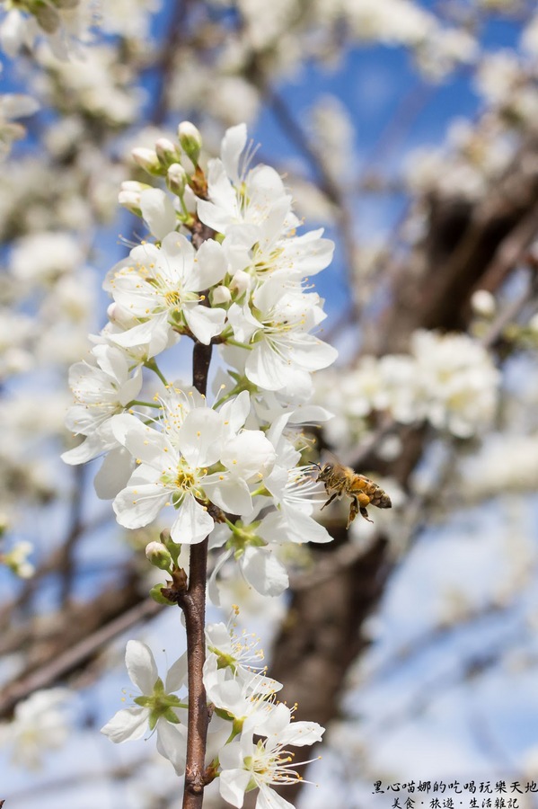 草坪頭玉山觀光茶園玉豐製茶廠：南投縣信義鄉︱草坪頭櫻花季　櫻李齊放，風吹花落，徜徉在緋紅絕美的浪漫櫻花陣❤