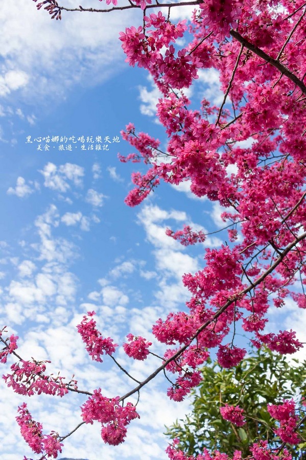 草坪頭玉山觀光茶園玉豐製茶廠：南投縣信義鄉︱草坪頭櫻花季　櫻李齊放，風吹花落，徜徉在緋紅絕美的浪漫櫻花陣❤