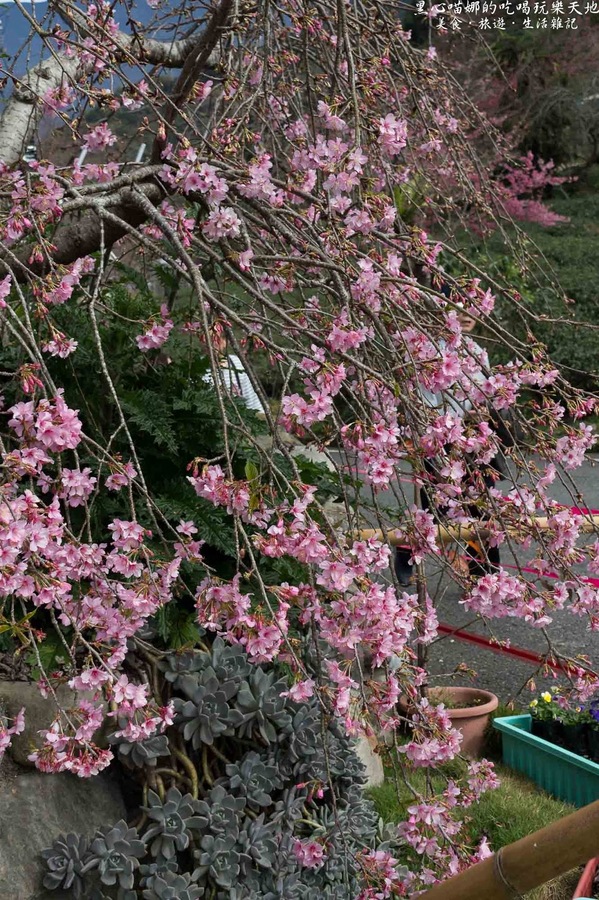 草坪頭玉山觀光茶園玉豐製茶廠：南投縣信義鄉︱草坪頭櫻花季　櫻李齊放，風吹花落，徜徉在緋紅絕美的浪漫櫻花陣❤