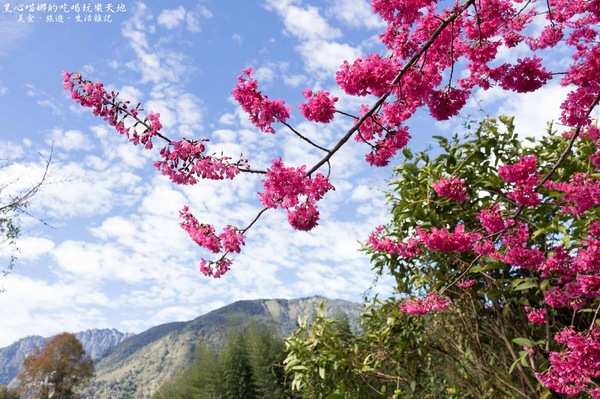 草坪頭玉山觀光茶園玉豐製茶廠：南投縣信義鄉︱草坪頭櫻花季　櫻李齊放，風吹花落，徜徉在緋紅絕美的浪漫櫻花陣❤