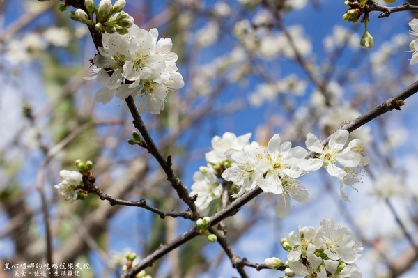 草坪頭玉山觀光茶園玉豐製茶廠：南投縣信義鄉︱草坪頭櫻花季　櫻李齊放，風吹花落，徜徉在緋紅絕美的浪漫櫻花陣❤