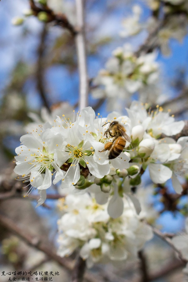 草坪頭玉山觀光茶園玉豐製茶廠：南投縣信義鄉︱草坪頭櫻花季　櫻李齊放，風吹花落，徜徉在緋紅絕美的浪漫櫻花陣❤